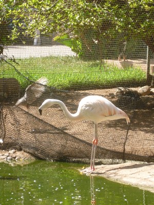 agadir-flamingo.jpg