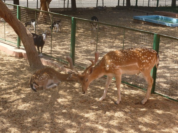 agadir-animal-park.jpg