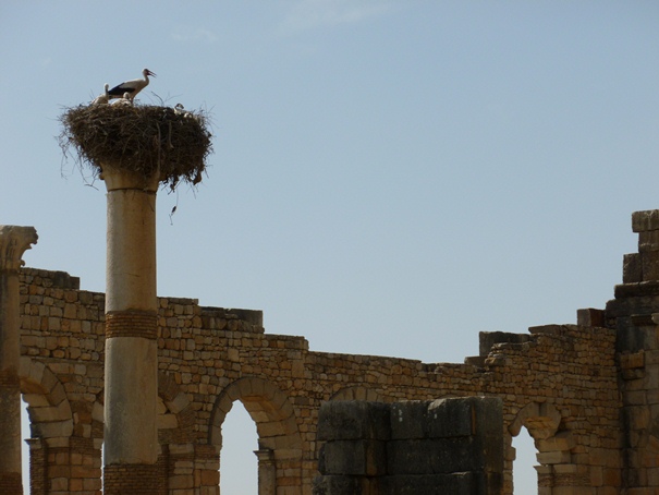 storks-at-volubilis-ruins.jpg