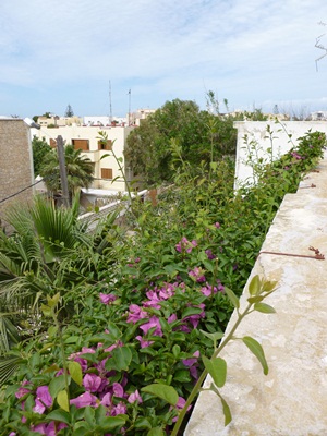 view-from-hotel-roof-essaouira.jpg