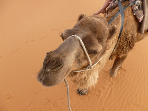my-moroccan-camel.jpg