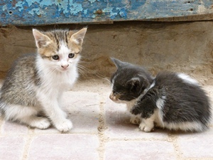 essaouira-kittens.jpg