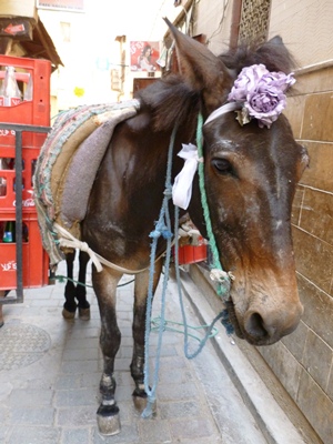donkey-in-fes-medina.jpg