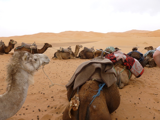 sahara-camel-ride.jpg